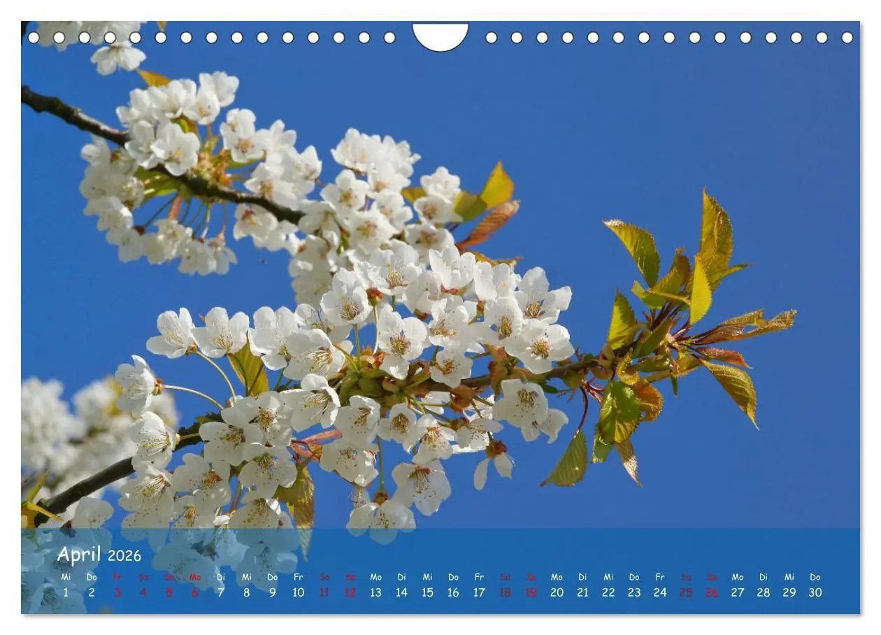 Bild: 9783457544341 | Altes Land im Wechsel der Jahreszeiten (Wandkalender 2026 DIN A4...