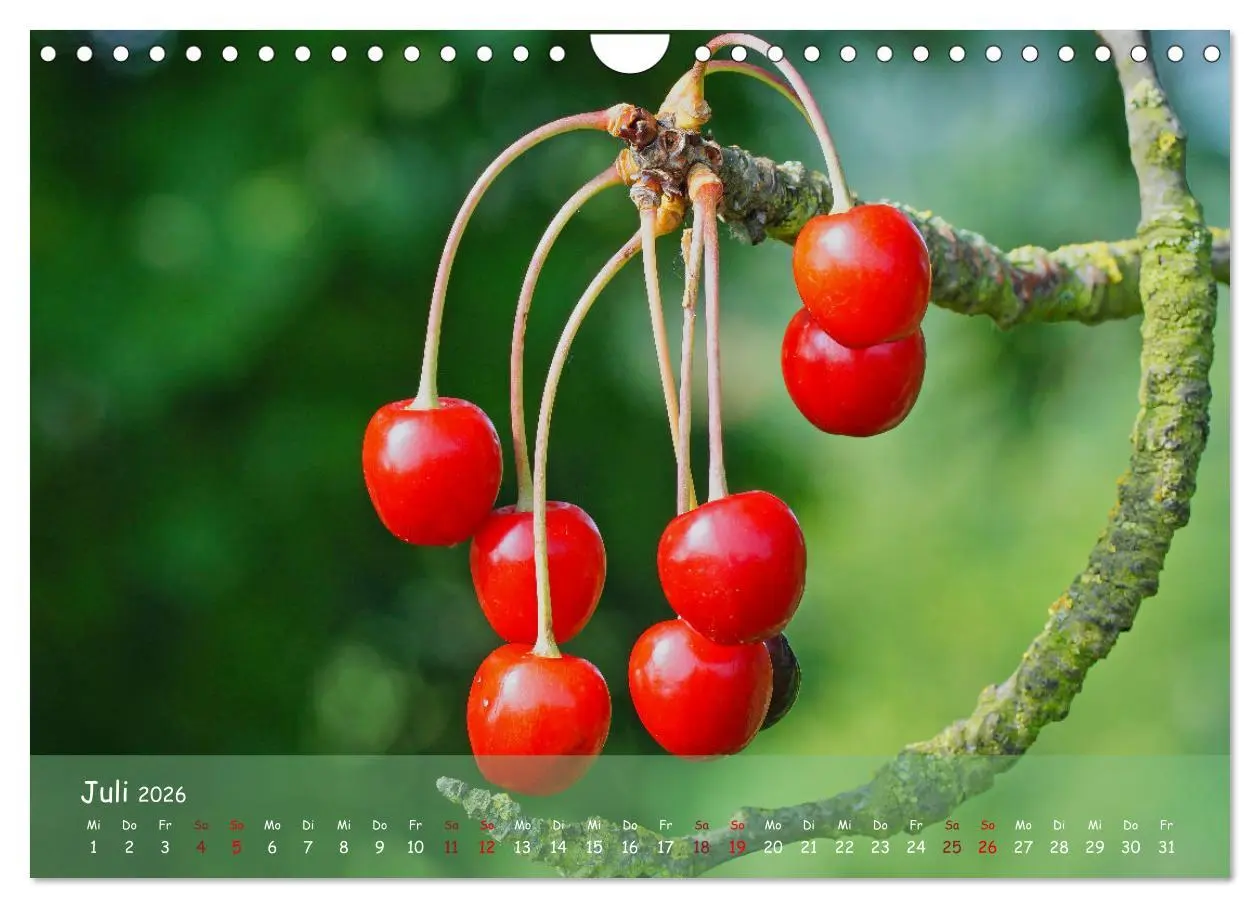 Bild: 9783457544341 | Altes Land im Wechsel der Jahreszeiten (Wandkalender 2026 DIN A4...