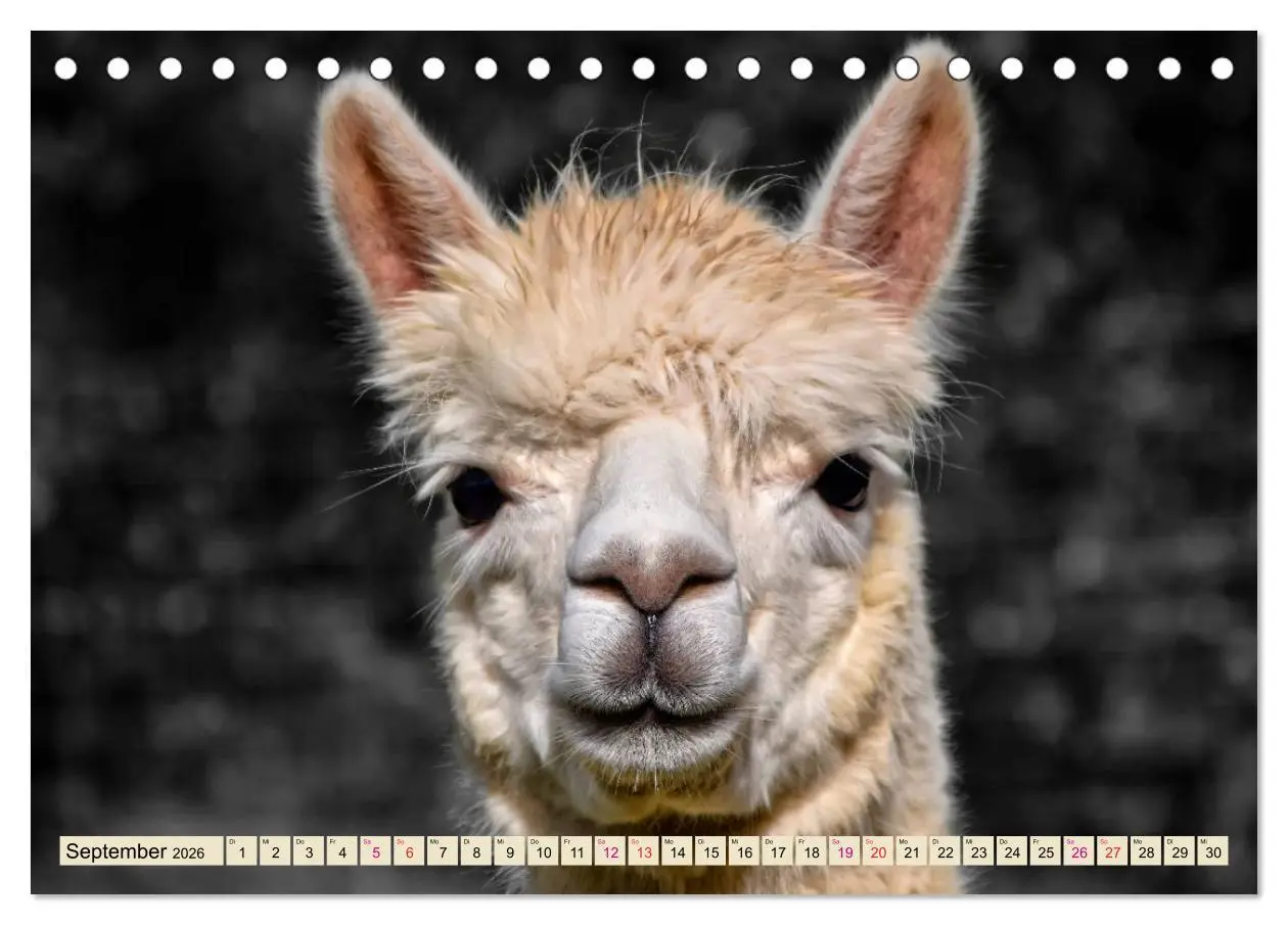 Bild: 9783457854341 | Alpaka Gesichter (Tischkalender 2026 DIN A5 quer), CALVENDO...