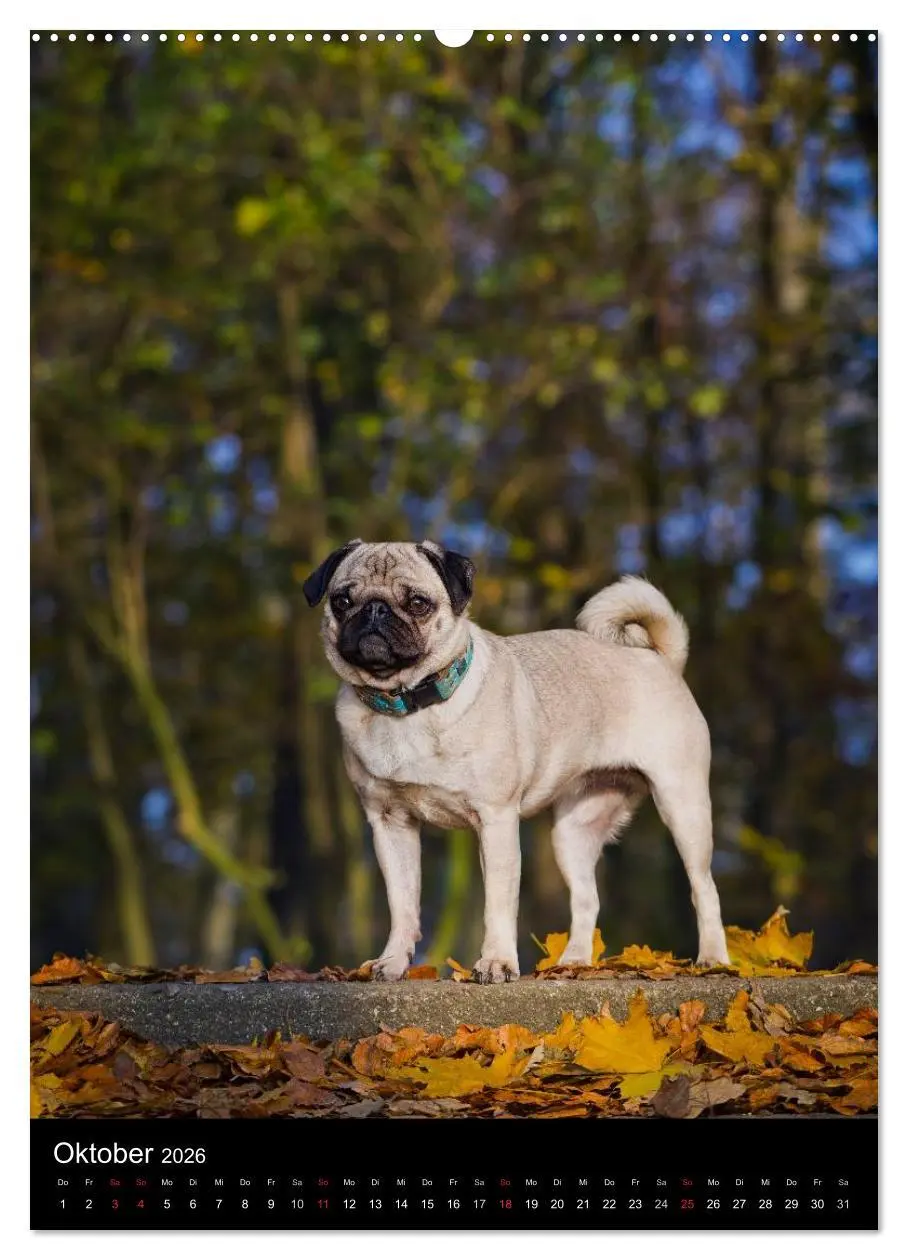Bild: 9783516484441 | Das Mops-Jahr 2026 (Wandkalender 2026 DIN A2 hoch), CALVENDO...