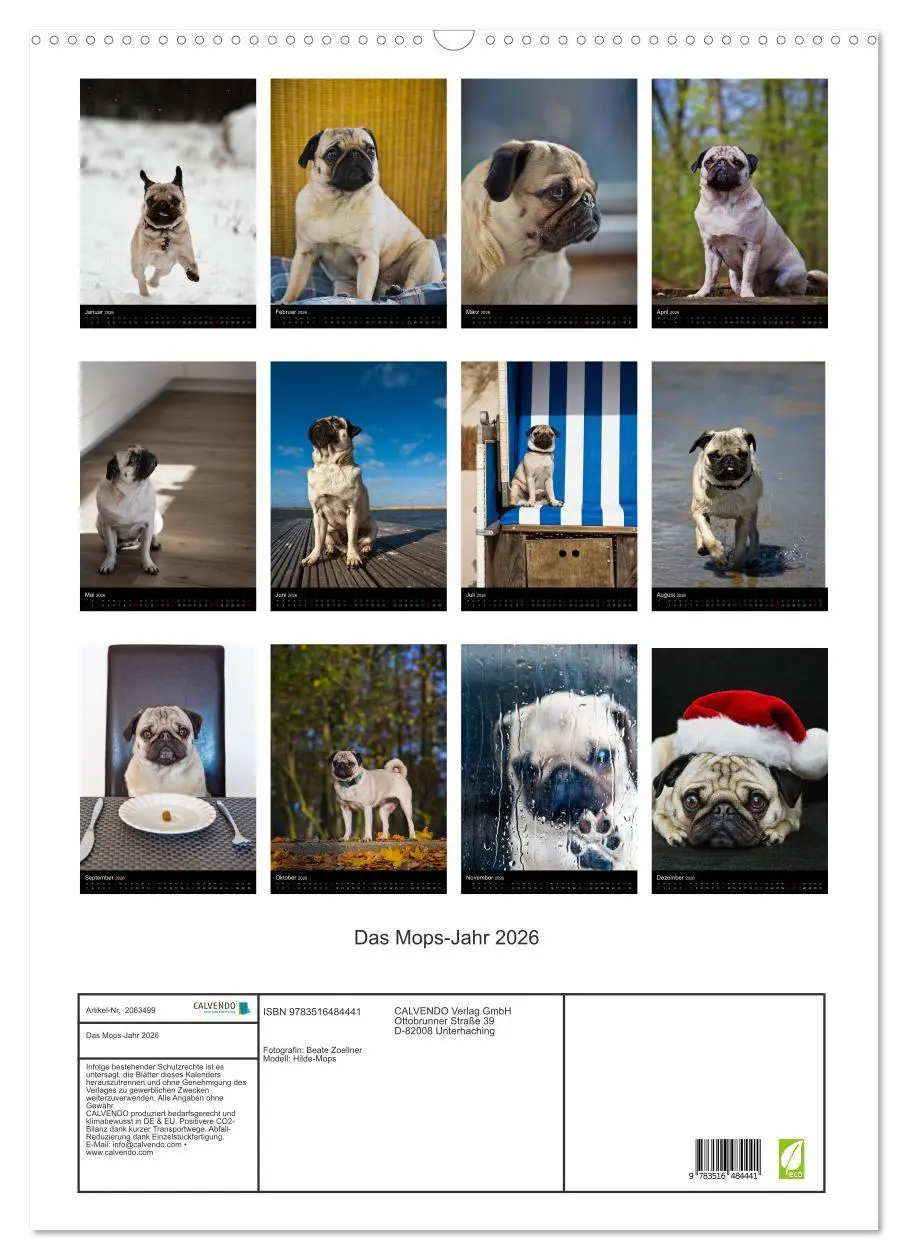Bild: 9783516484441 | Das Mops-Jahr 2026 (Wandkalender 2026 DIN A2 hoch), CALVENDO...