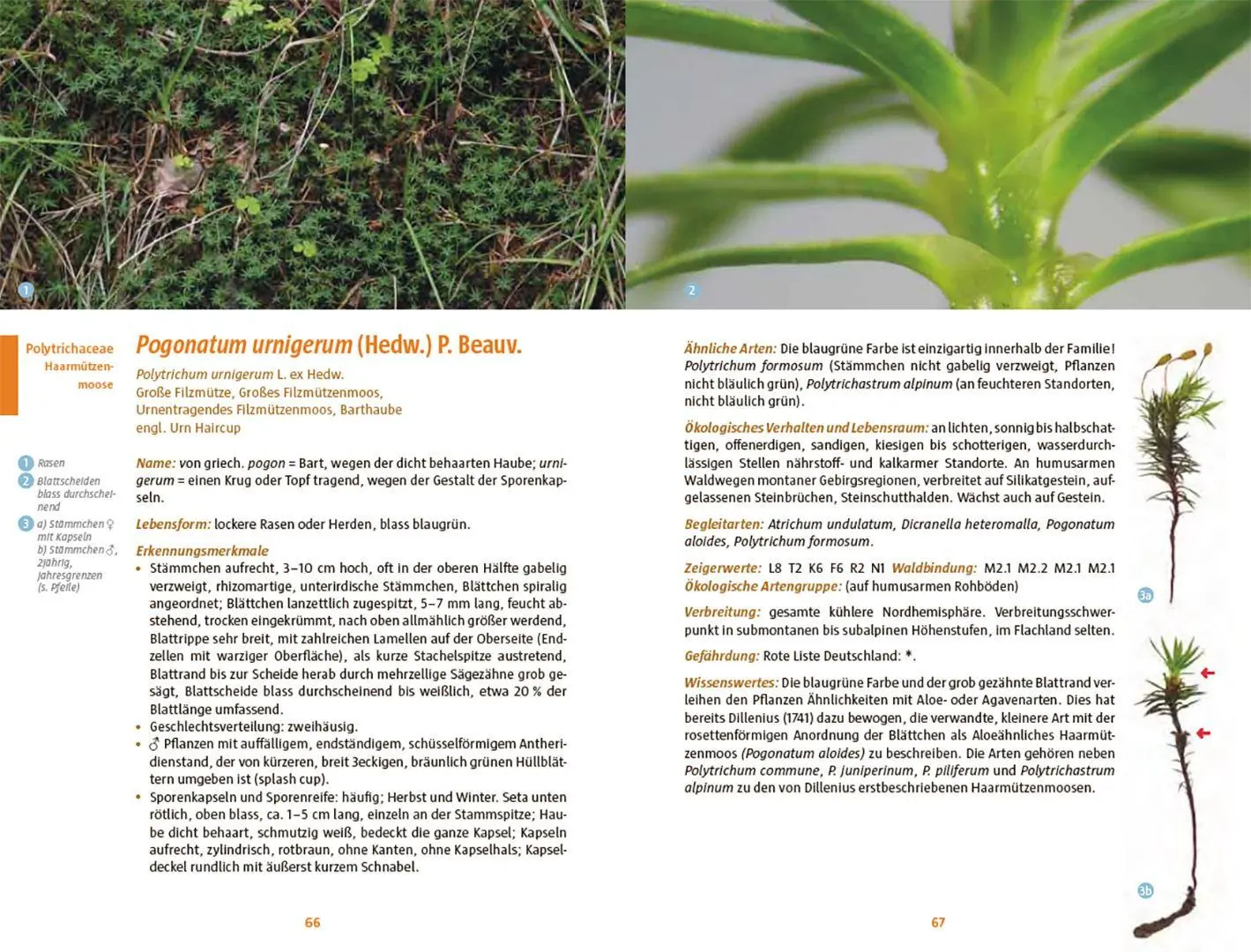 Bild: 9783258084541 | Moose des Waldbodens | Der Bestimmungsführer | Christine Rapp | Buch