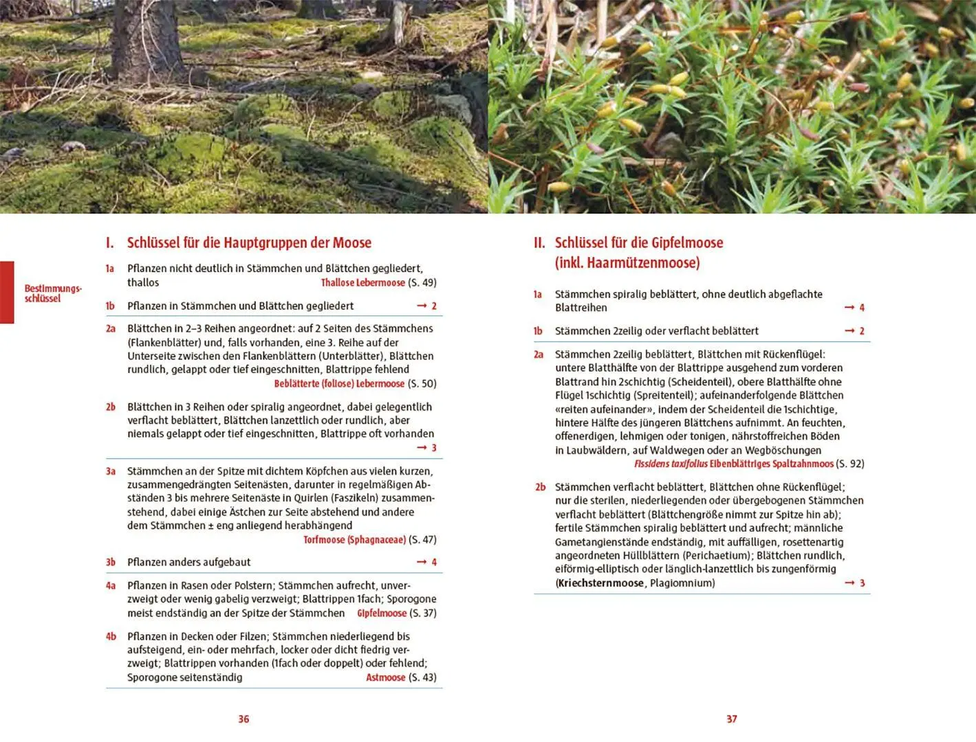Bild: 9783258084541 | Moose des Waldbodens | Der Bestimmungsführer | Christine Rapp | Buch