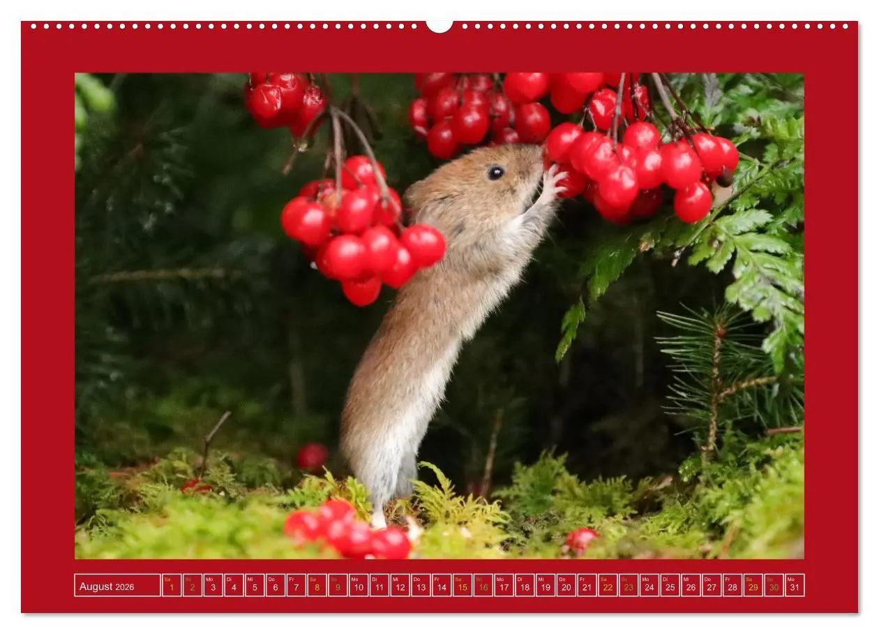 Bild: 9783457524541 | Die Rötelmaus - neugierig und verfressen (Wandkalender 2026 DIN A2...