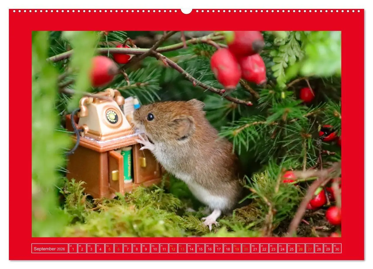 Bild: 9783457524541 | Die Rötelmaus - neugierig und verfressen (Wandkalender 2026 DIN A2...