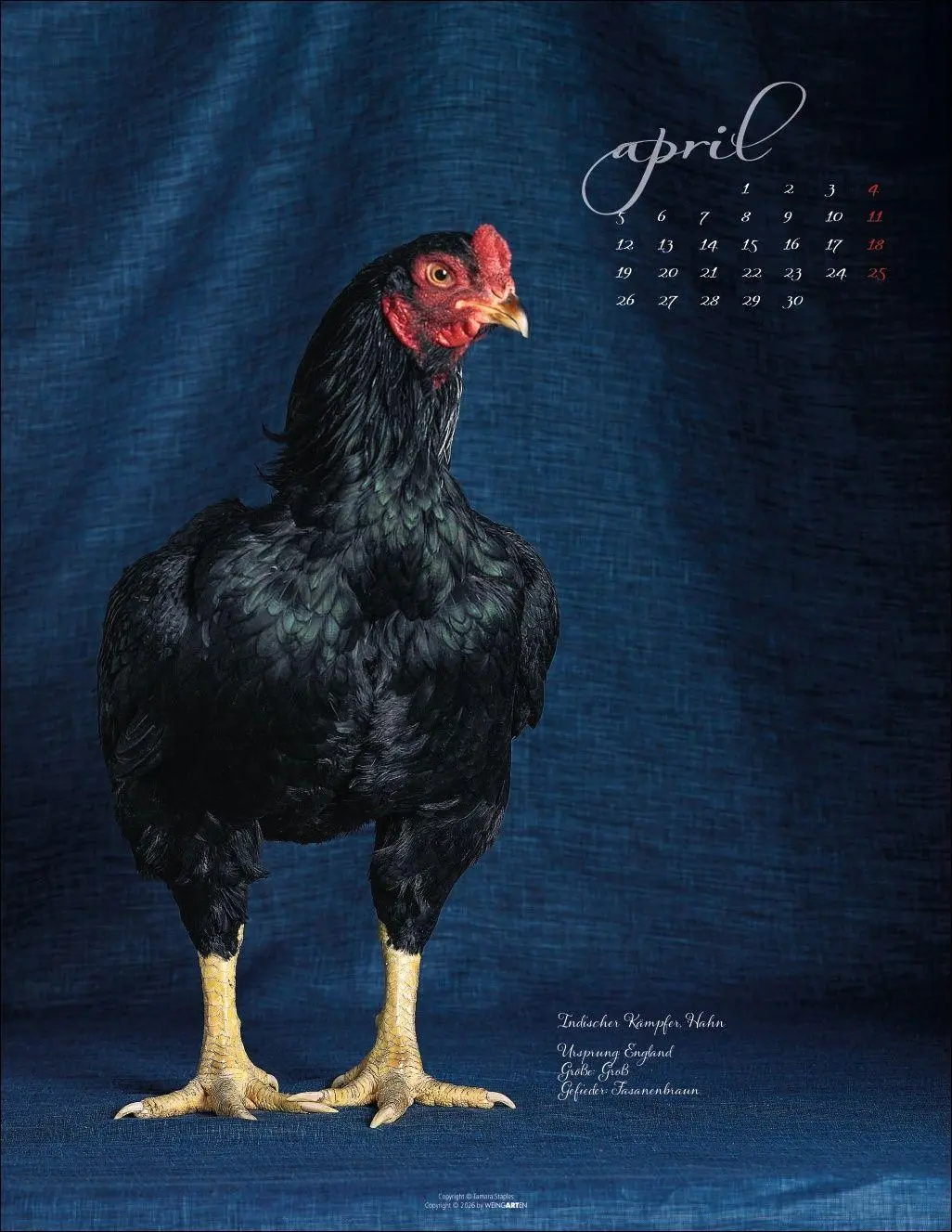 Bild: 9783839904541 | Pretty Chicks Kalender 2027 | Tamara Staples | Kalender | 14 S. | 2027
