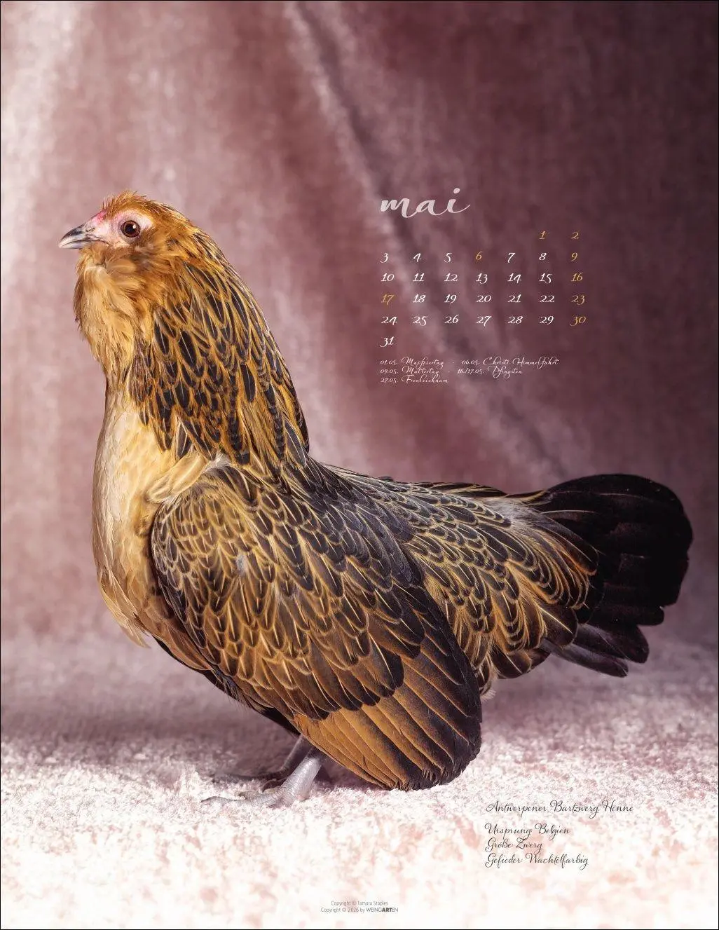 Bild: 9783839904541 | Pretty Chicks Kalender 2027 | Tamara Staples | Kalender | 14 S. | 2027