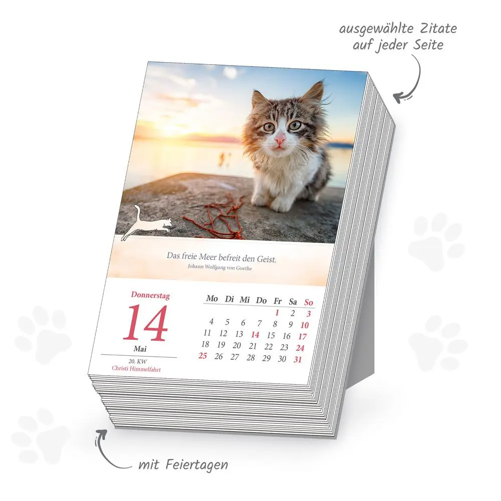 Bild: 9783988024541 | Trötsch Abreißkalender Katzen 2026 | Trötsch Verlag GmbH &amp; Co. KG