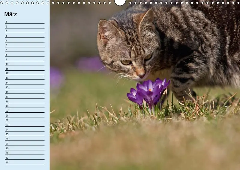 Bild: 9783660084641 | Samtpfoten / Geburtstagskalender (Wandkalender immerwährend DIN A3...