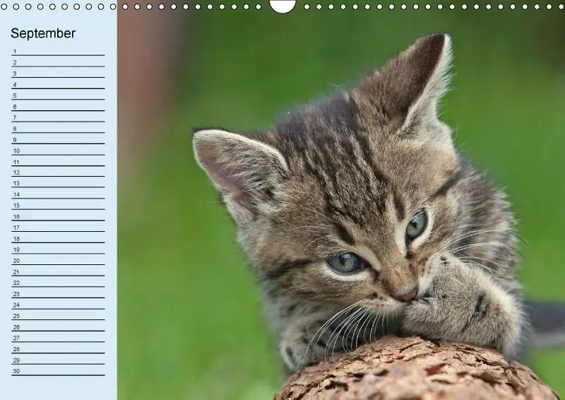 Bild: 9783660084641 | Samtpfoten / Geburtstagskalender (Wandkalender immerwährend DIN A3...
