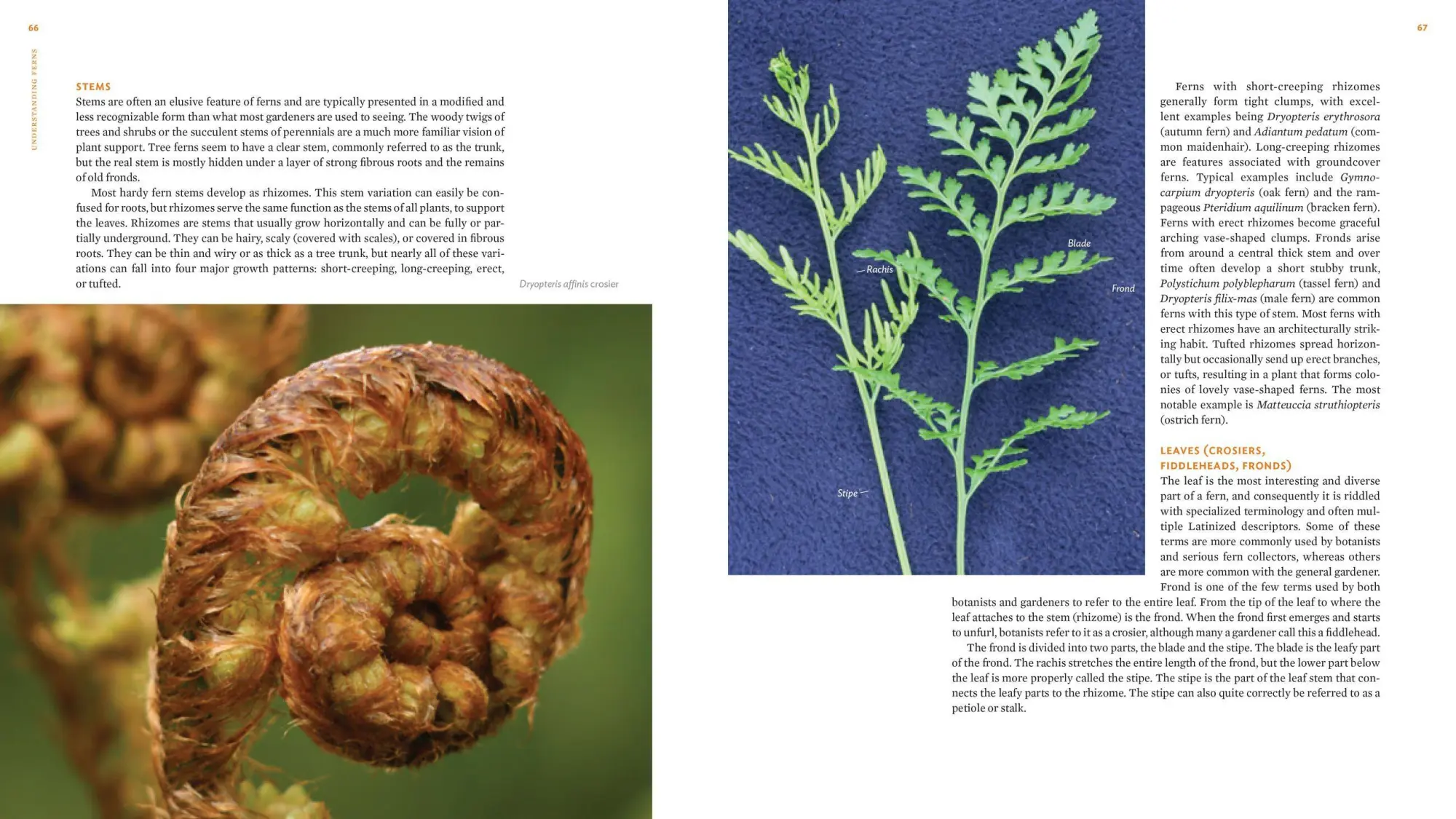 Bild: 9781604694741 | The Plant Lover's Guide to Ferns | Richie Steffen (u. a.) | Buch