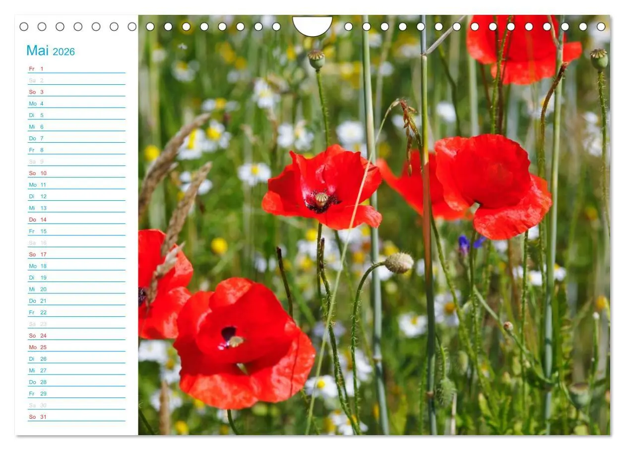 Bild: 9783457984741 | Wunderschöner Spreewald (Wandkalender 2026 DIN A4 quer), CALVENDO...