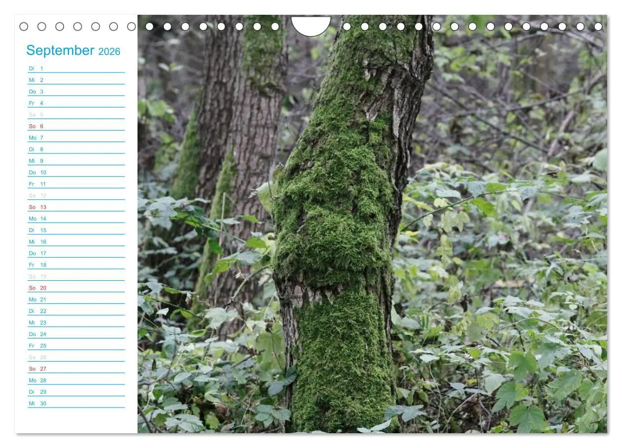 Bild: 9783457984741 | Wunderschöner Spreewald (Wandkalender 2026 DIN A4 quer), CALVENDO...
