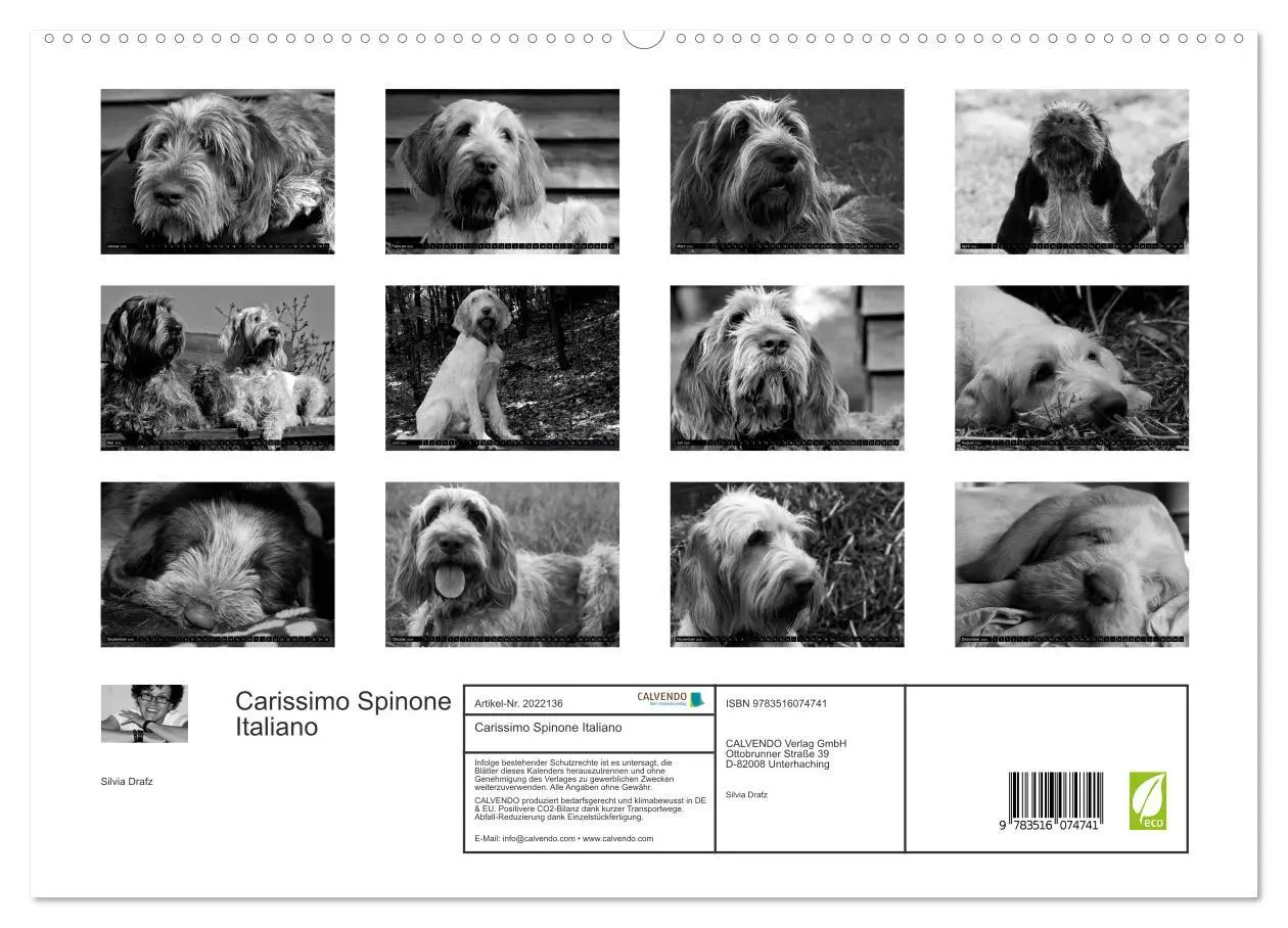 Bild: 9783516074741 | Carissimo Spinone Italiano (hochwertiger Premium Wandkalender 2026...