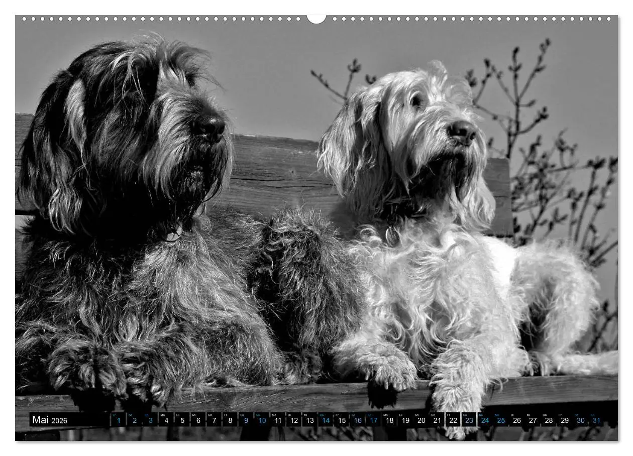 Bild: 9783516074741 | Carissimo Spinone Italiano (hochwertiger Premium Wandkalender 2026...
