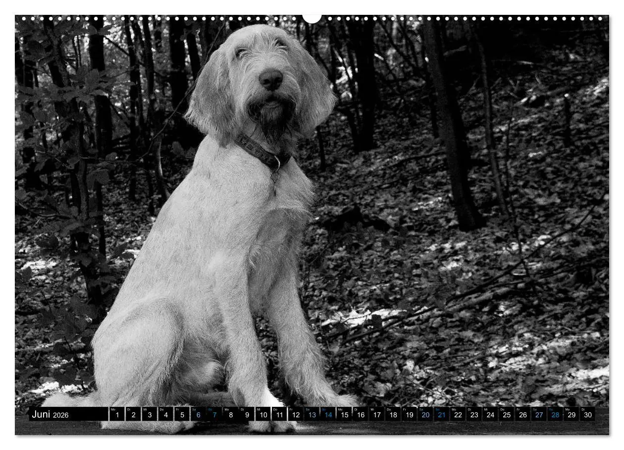 Bild: 9783516074741 | Carissimo Spinone Italiano (hochwertiger Premium Wandkalender 2026...