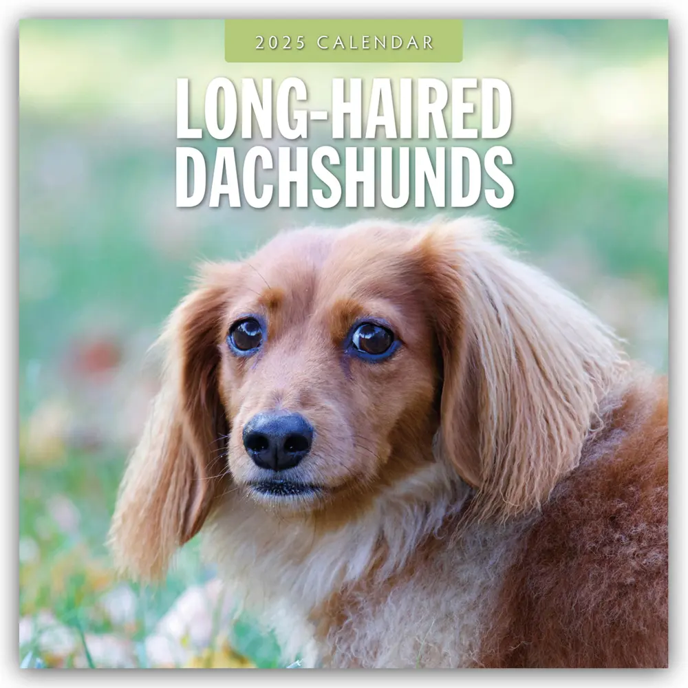 Cover: 9781804424841 | Long-Haired Dachshunds - Langhaardackel 2025 - 16-Monatskalender | Ltd