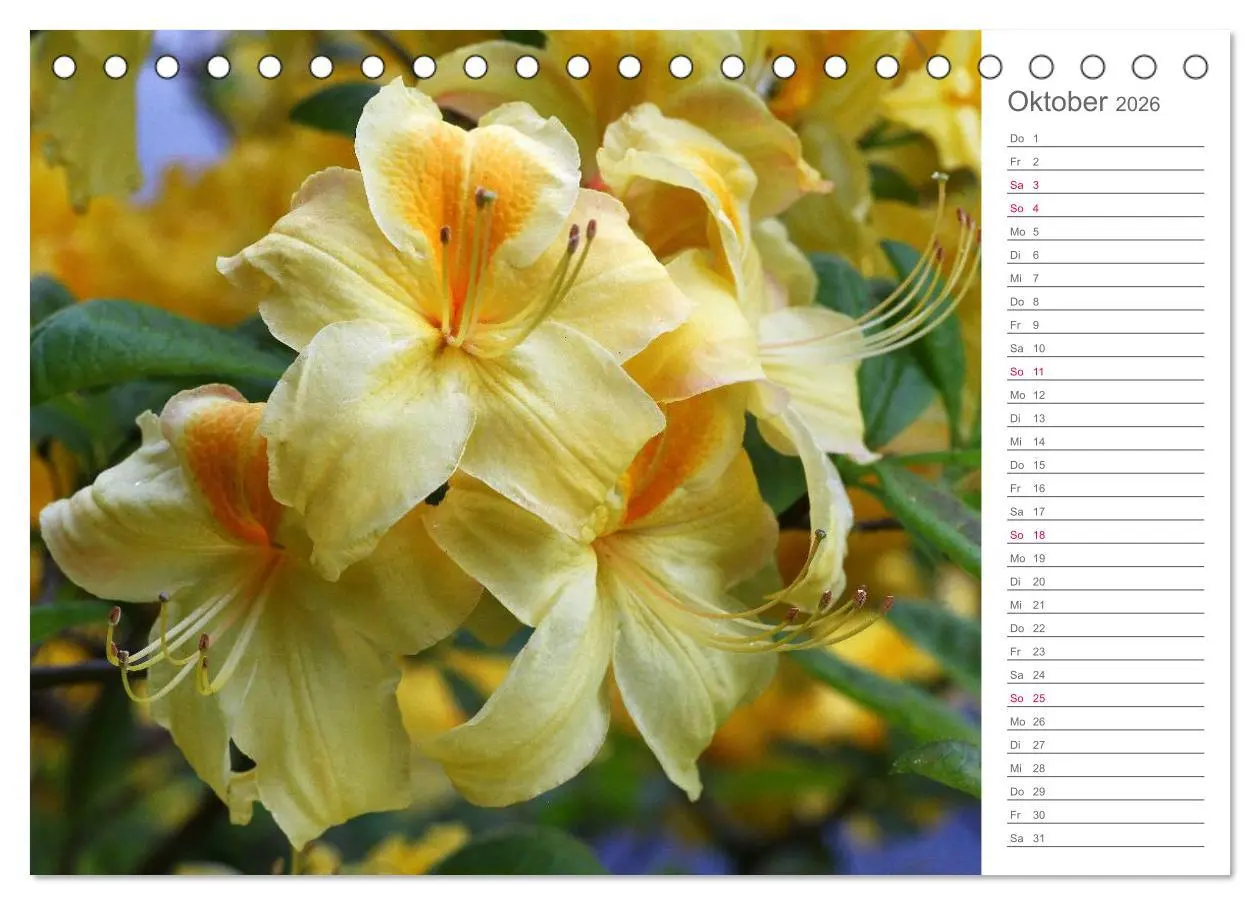 Bild: 9783457964941 | Rhododendron Schönheiten im Garten (Tischkalender 2026 DIN A5...