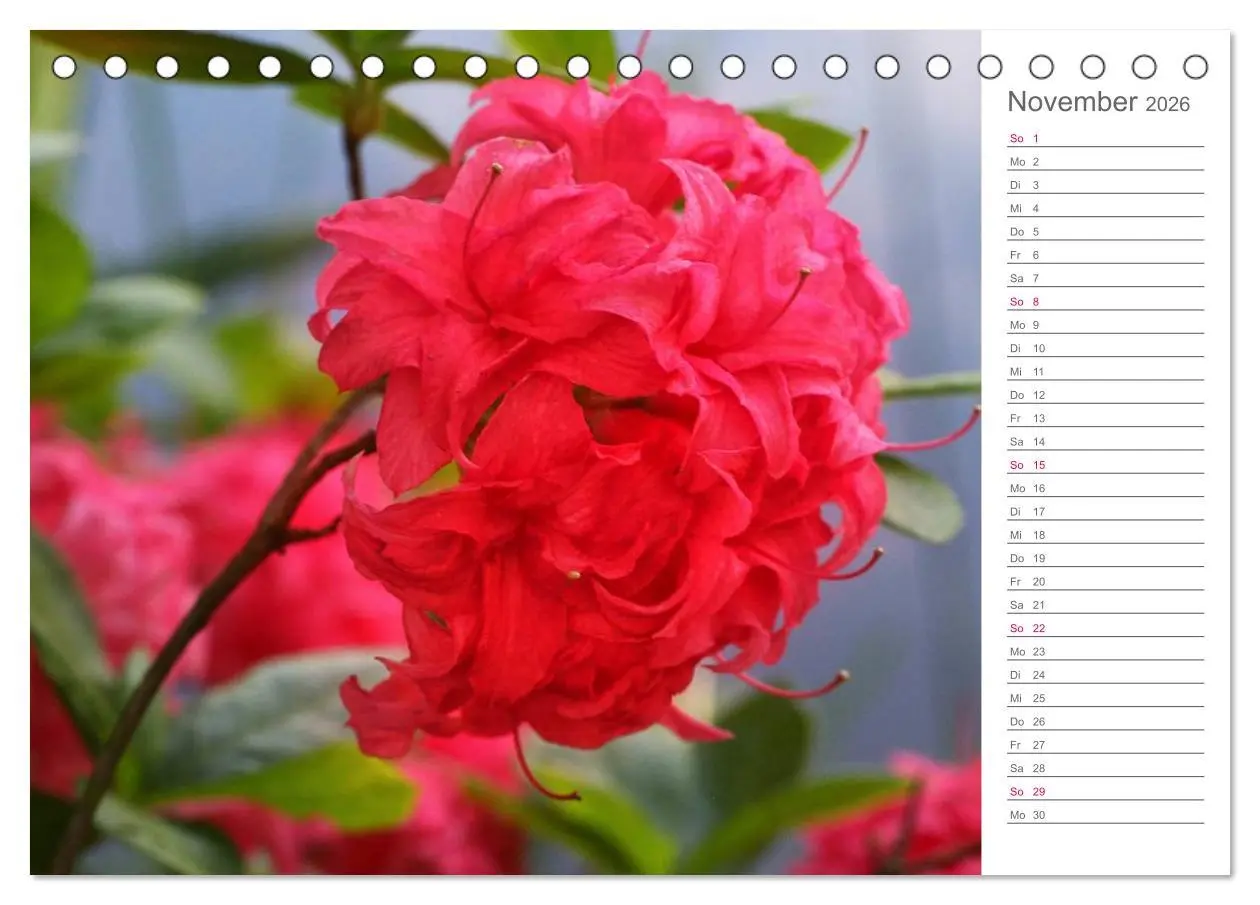 Bild: 9783457964941 | Rhododendron Schönheiten im Garten (Tischkalender 2026 DIN A5...