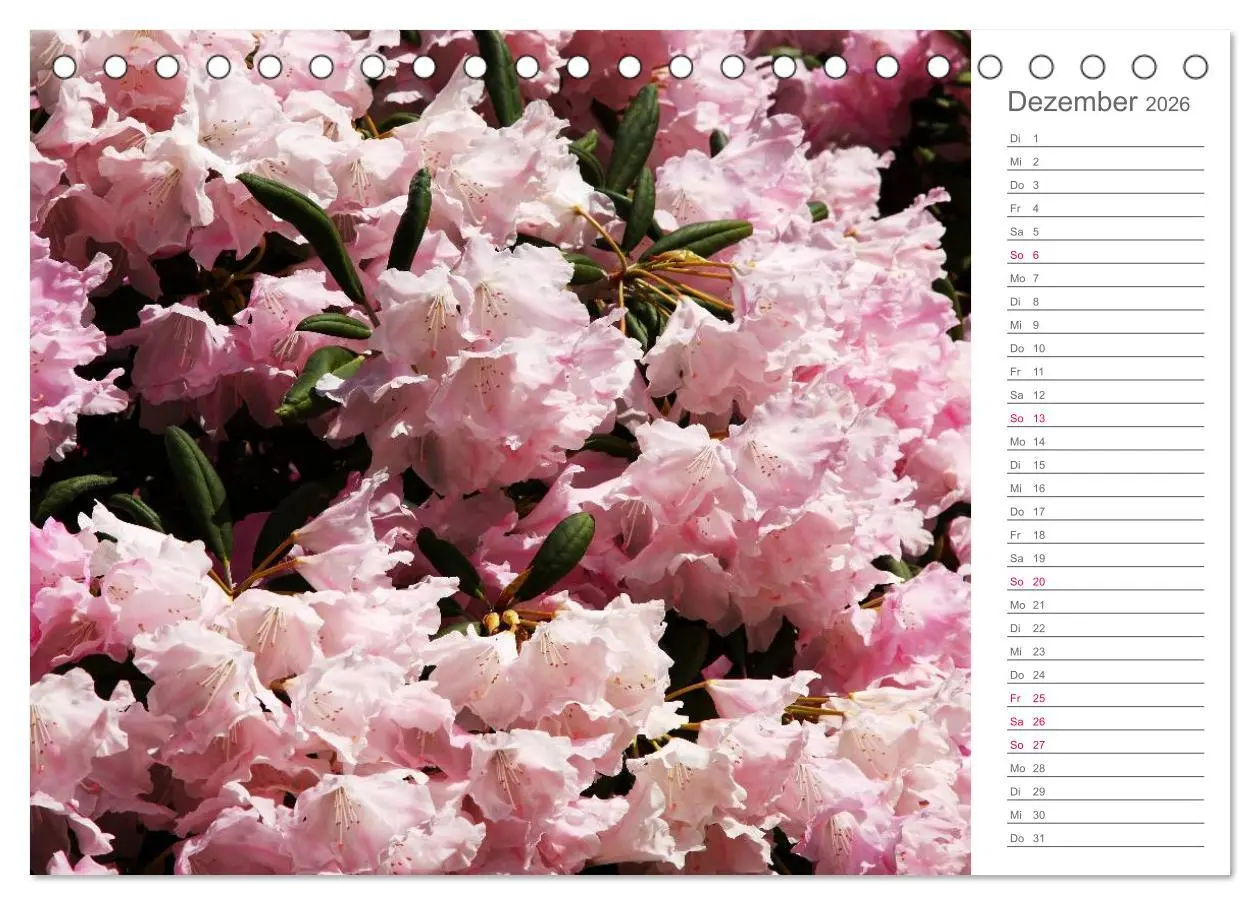 Bild: 9783457964941 | Rhododendron Schönheiten im Garten (Tischkalender 2026 DIN A5...