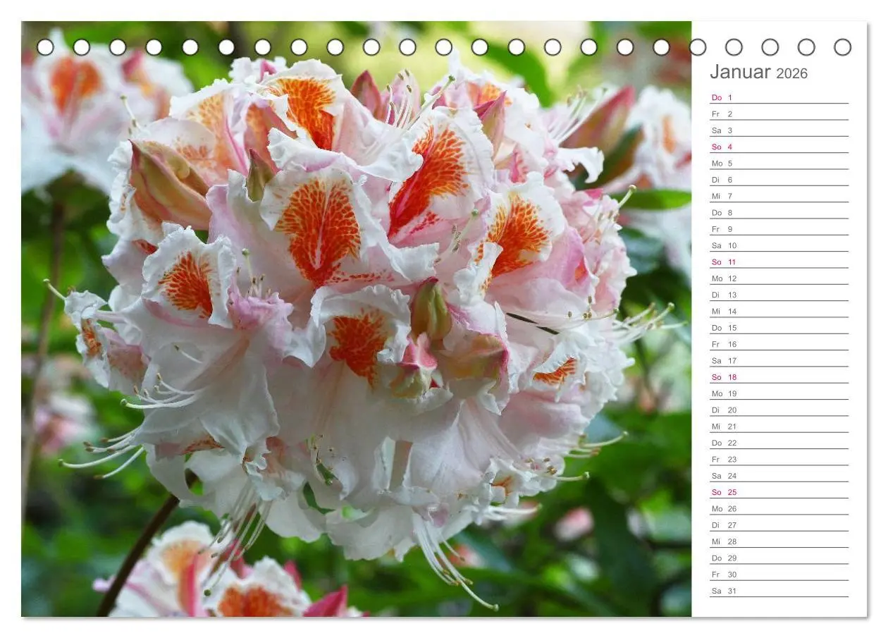 Bild: 9783457964941 | Rhododendron Schönheiten im Garten (Tischkalender 2026 DIN A5...