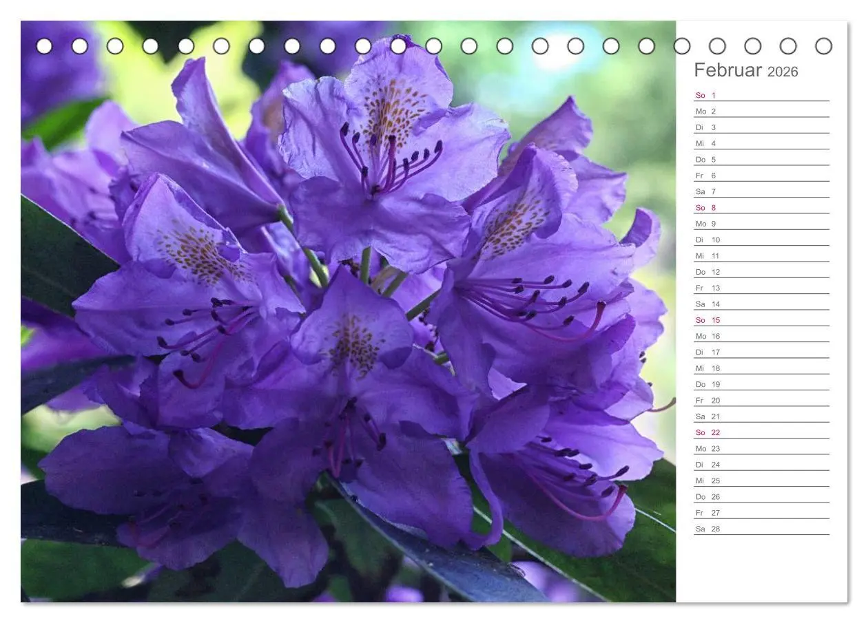 Bild: 9783457964941 | Rhododendron Schönheiten im Garten (Tischkalender 2026 DIN A5...
