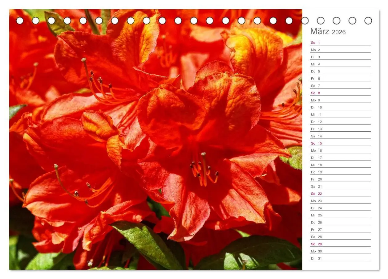 Bild: 9783457964941 | Rhododendron Schönheiten im Garten (Tischkalender 2026 DIN A5...