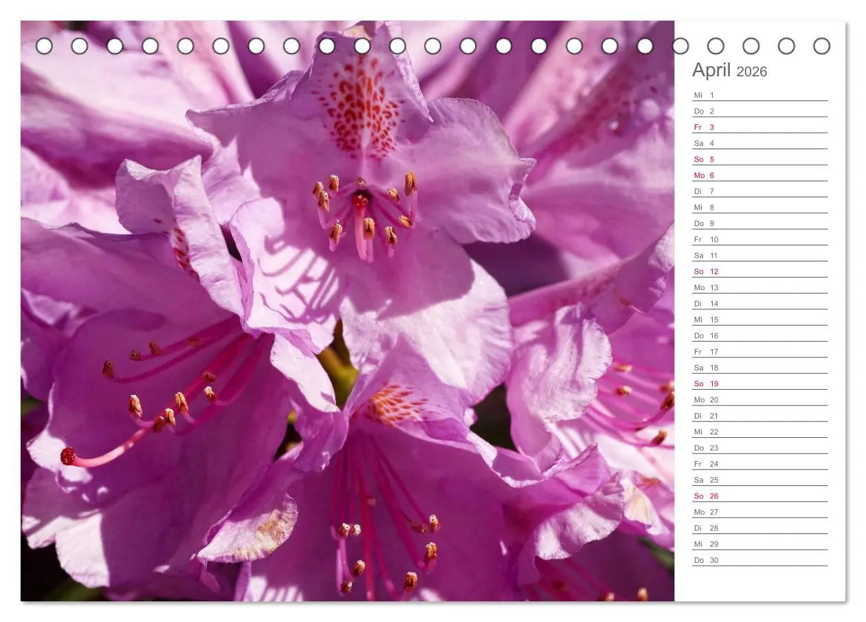 Bild: 9783457964941 | Rhododendron Schönheiten im Garten (Tischkalender 2026 DIN A5...