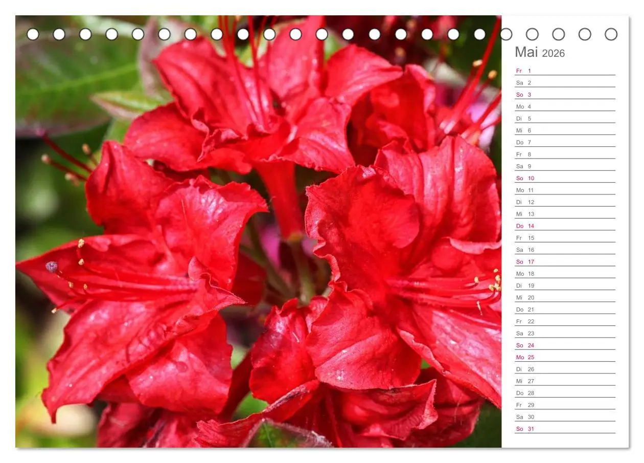 Bild: 9783457964941 | Rhododendron Schönheiten im Garten (Tischkalender 2026 DIN A5...