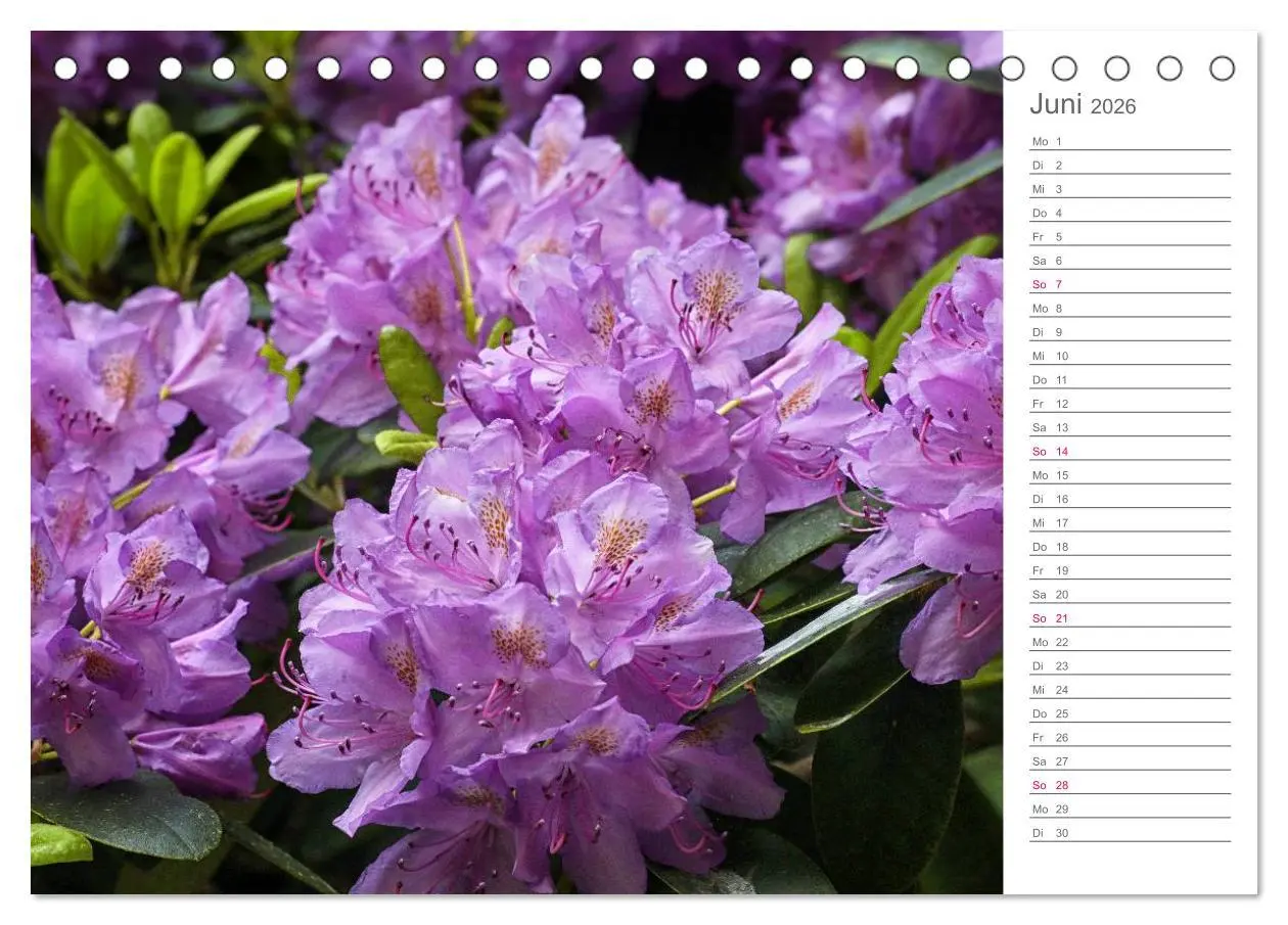 Bild: 9783457964941 | Rhododendron Schönheiten im Garten (Tischkalender 2026 DIN A5...