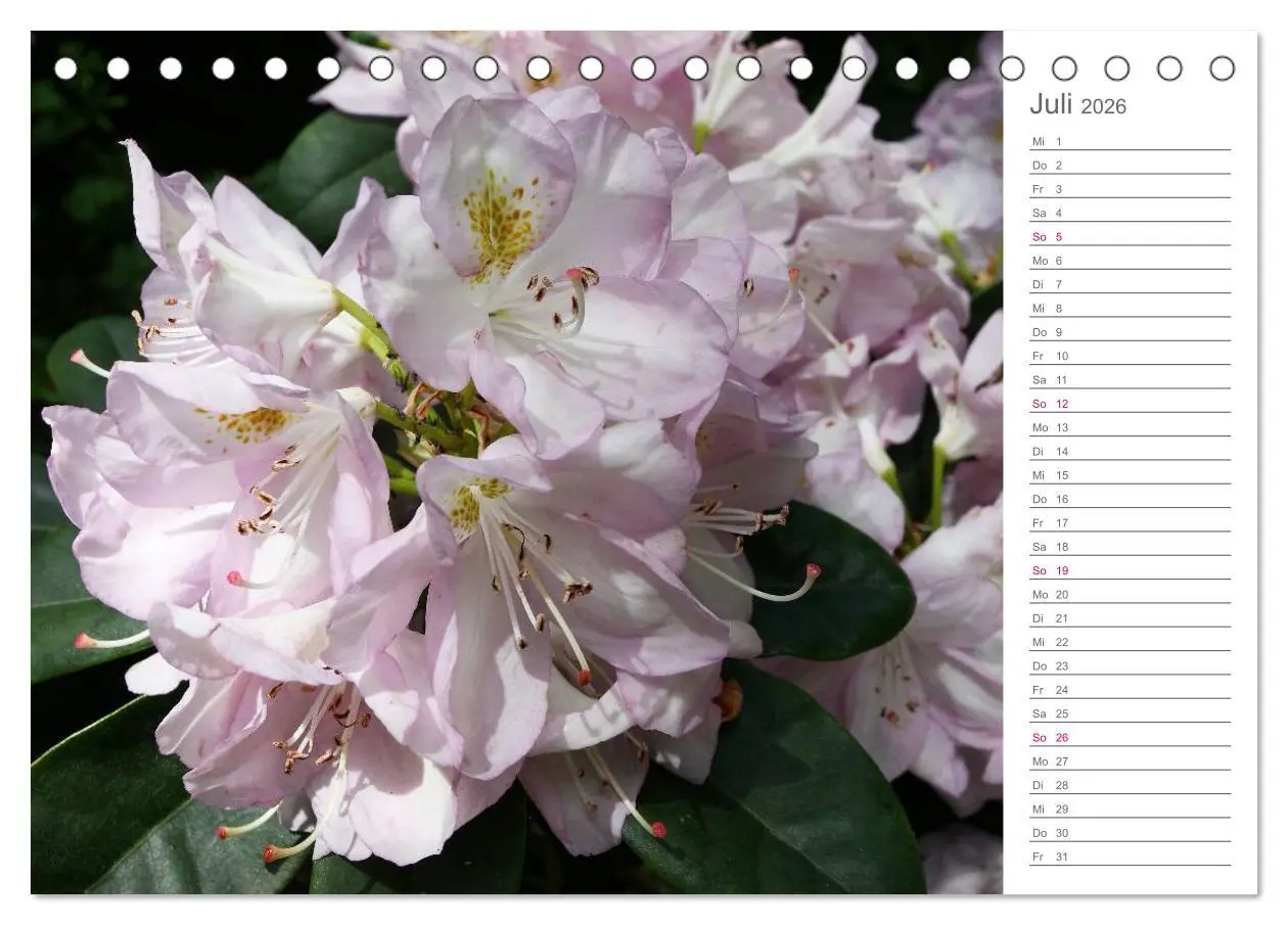 Bild: 9783457964941 | Rhododendron Schönheiten im Garten (Tischkalender 2026 DIN A5...