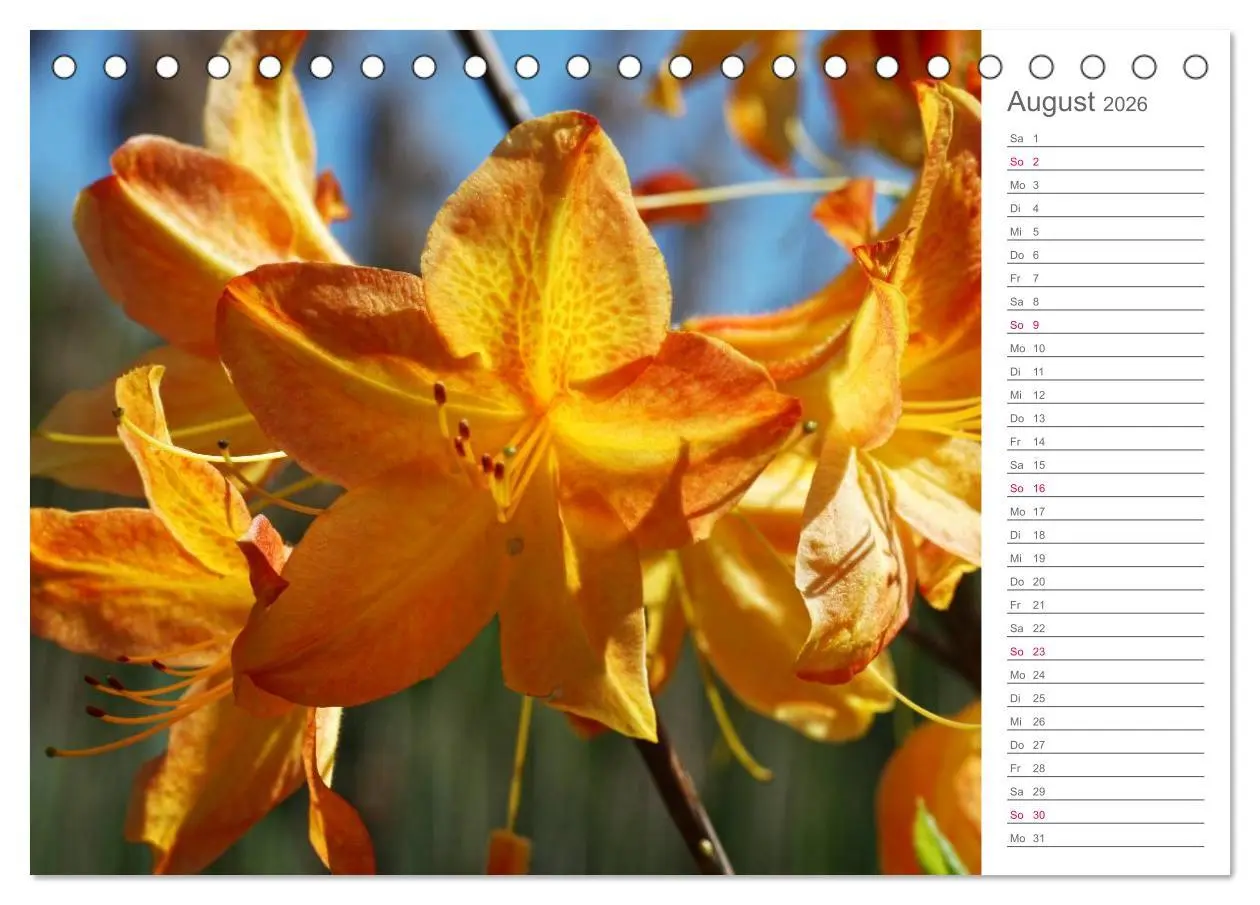 Bild: 9783457964941 | Rhododendron Schönheiten im Garten (Tischkalender 2026 DIN A5...