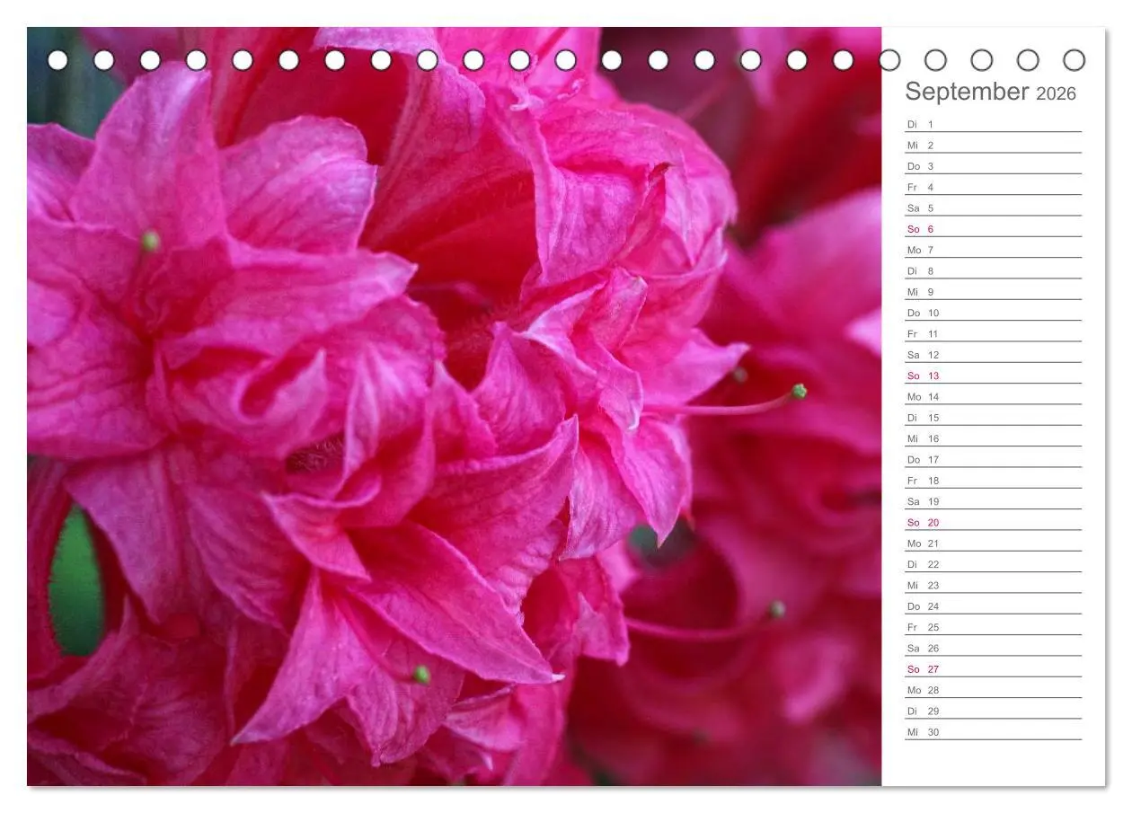 Bild: 9783457964941 | Rhododendron Schönheiten im Garten (Tischkalender 2026 DIN A5...