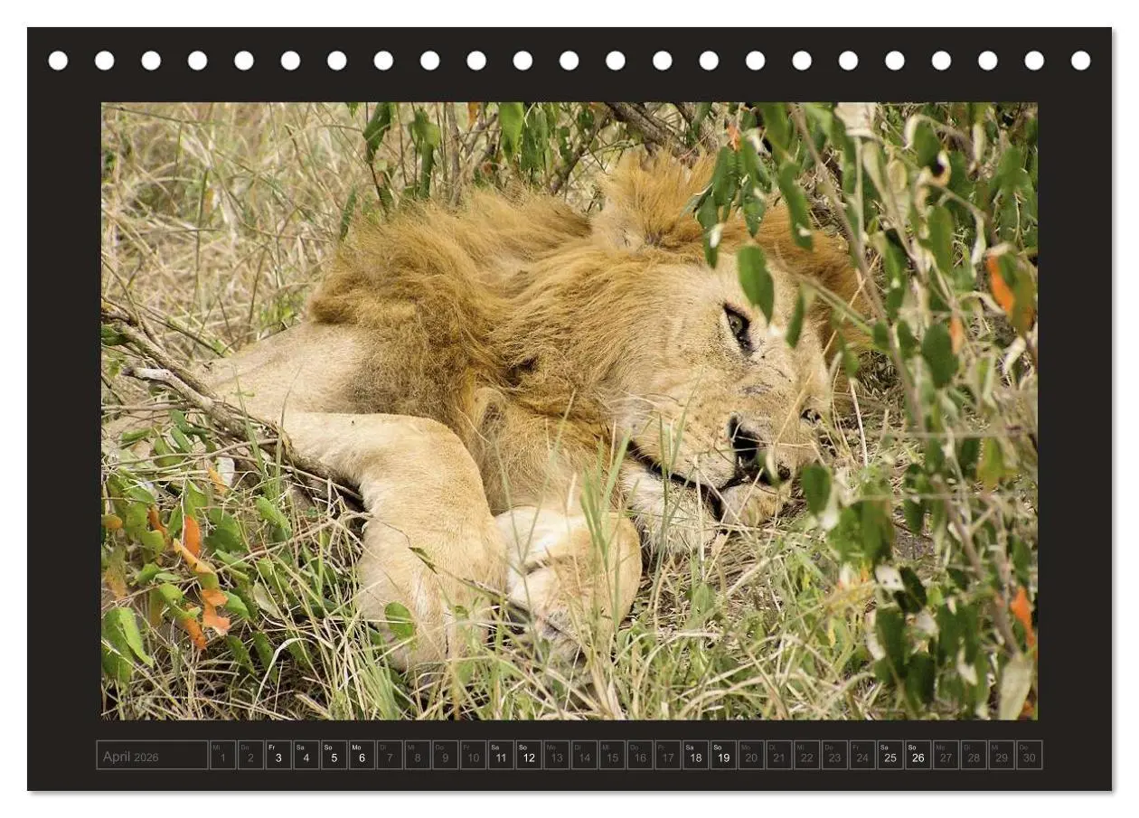 Bild: 9783516175141 | Kenia (Tischkalender 2026 DIN A5 quer), CALVENDO Monatskalender | 2026