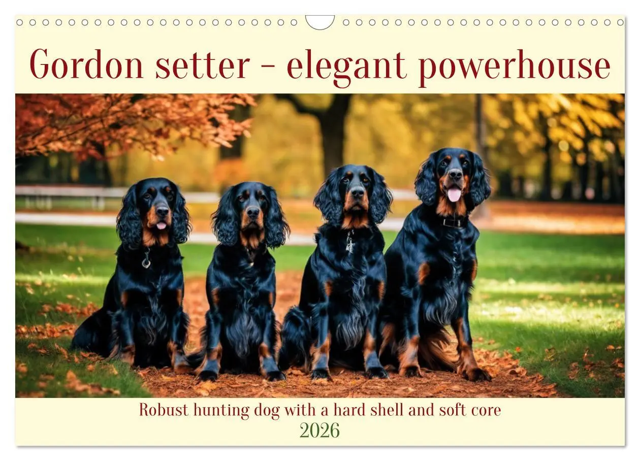 Cover: 9783516535341 | Gordon Setter - elegant powerhouse (Wall Calendar 2026 DIN A3...