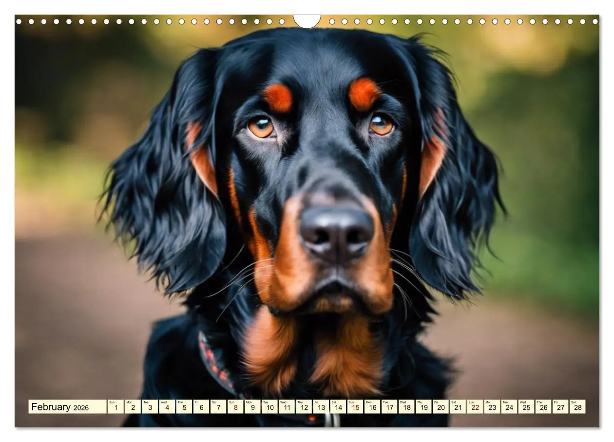 Bild: 9783516535341 | Gordon Setter - elegant powerhouse (Wall Calendar 2026 DIN A3...