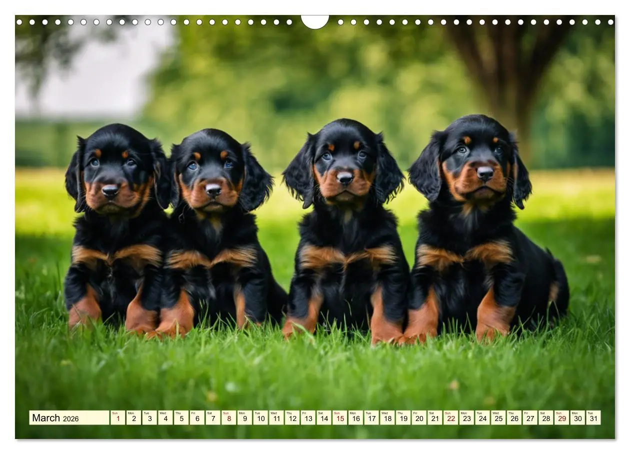 Bild: 9783516535341 | Gordon Setter - elegant powerhouse (Wall Calendar 2026 DIN A3...