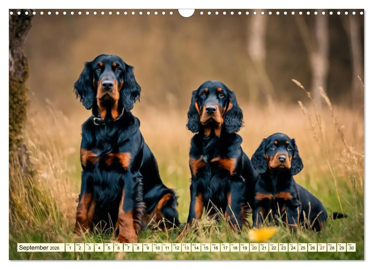 Bild: 9783516535341 | Gordon Setter - elegant powerhouse (Wall Calendar 2026 DIN A3...