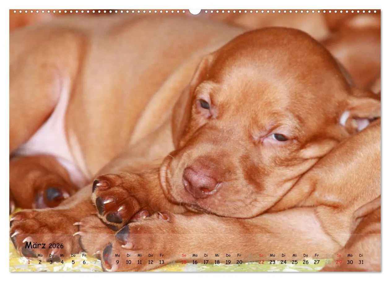 Bild: 9783516075441 | Magyar Vizsla - pure Lebensfreude (hochwertiger Premium...