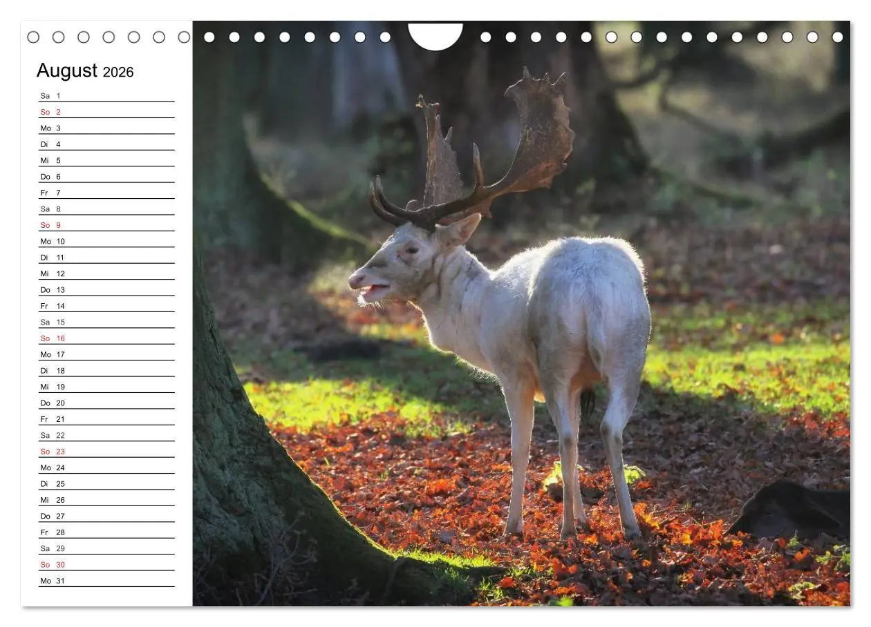 Bild: 9783516115741 | Hannover erleben (Wandkalender 2026 DIN A4 quer), CALVENDO...