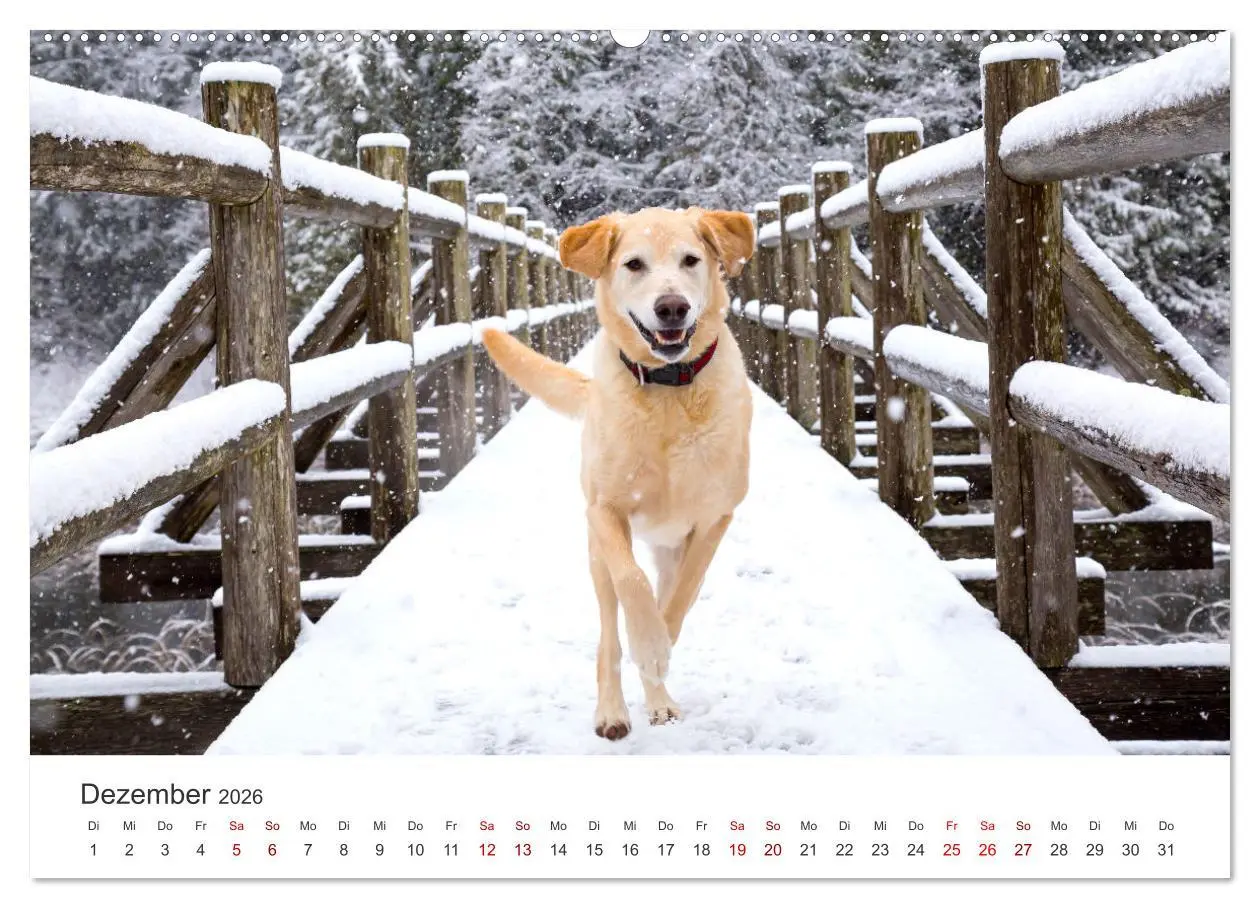 Bild: 9783457565841 | Golden Retriever - Die treuen Begleiter. (Wandkalender 2026 DIN A2...
