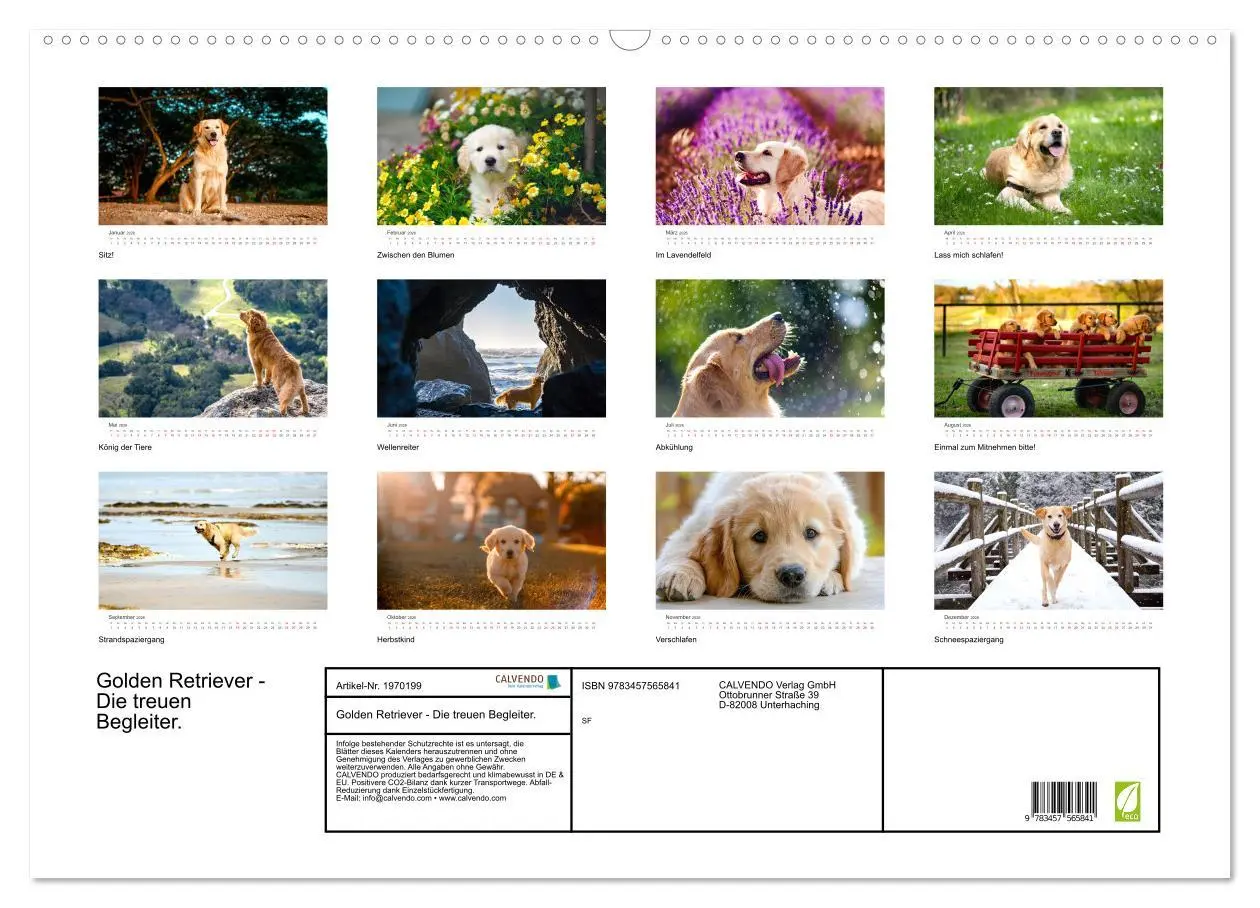 Bild: 9783457565841 | Golden Retriever - Die treuen Begleiter. (Wandkalender 2026 DIN A2...