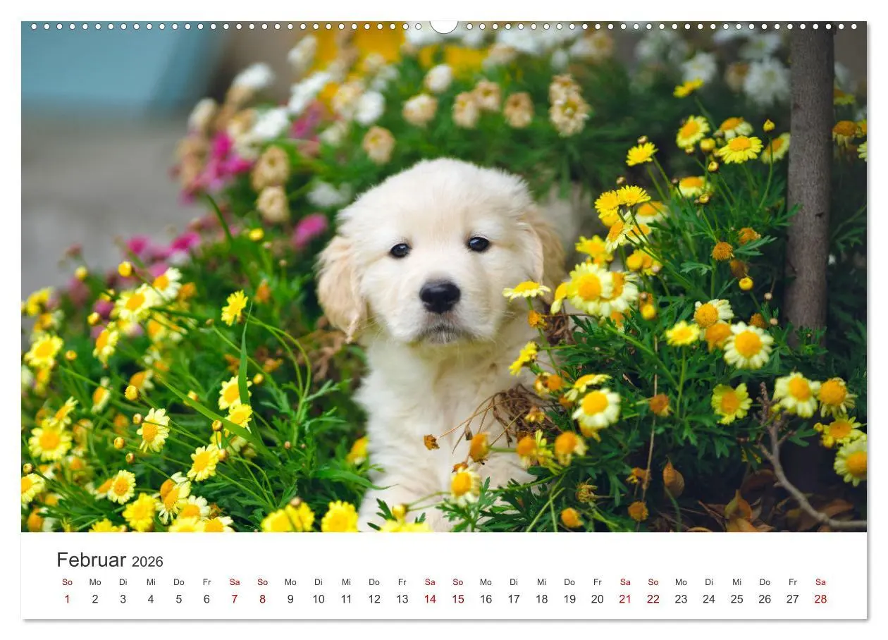 Bild: 9783457565841 | Golden Retriever - Die treuen Begleiter. (Wandkalender 2026 DIN A2...