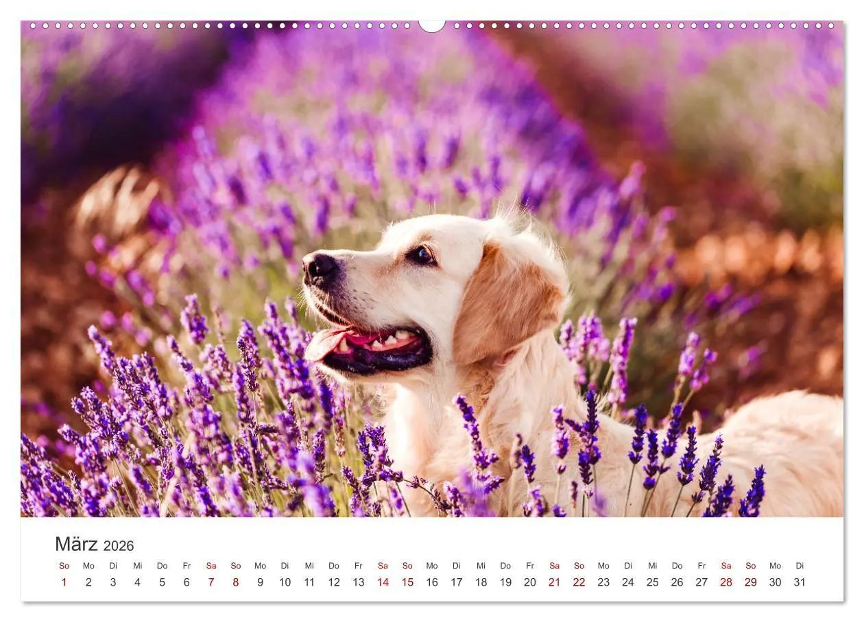 Bild: 9783457565841 | Golden Retriever - Die treuen Begleiter. (Wandkalender 2026 DIN A2...