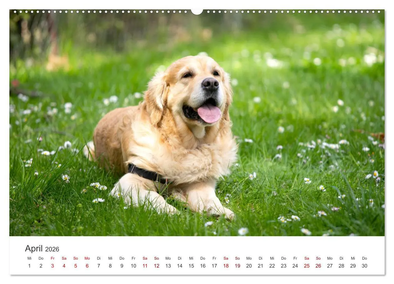 Bild: 9783457565841 | Golden Retriever - Die treuen Begleiter. (Wandkalender 2026 DIN A2...