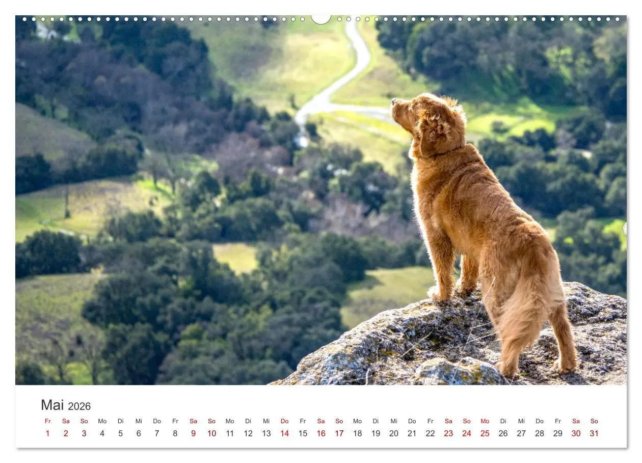 Bild: 9783457565841 | Golden Retriever - Die treuen Begleiter. (Wandkalender 2026 DIN A2...