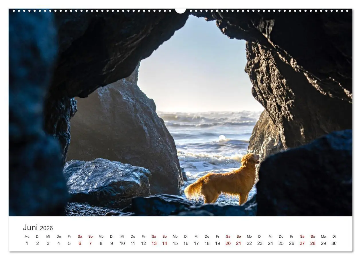 Bild: 9783457565841 | Golden Retriever - Die treuen Begleiter. (Wandkalender 2026 DIN A2...