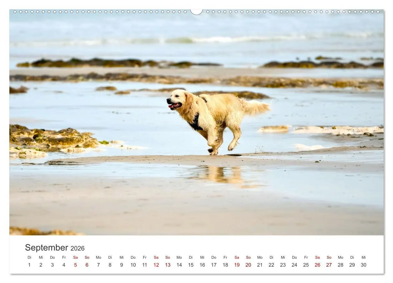 Bild: 9783457565841 | Golden Retriever - Die treuen Begleiter. (Wandkalender 2026 DIN A2...