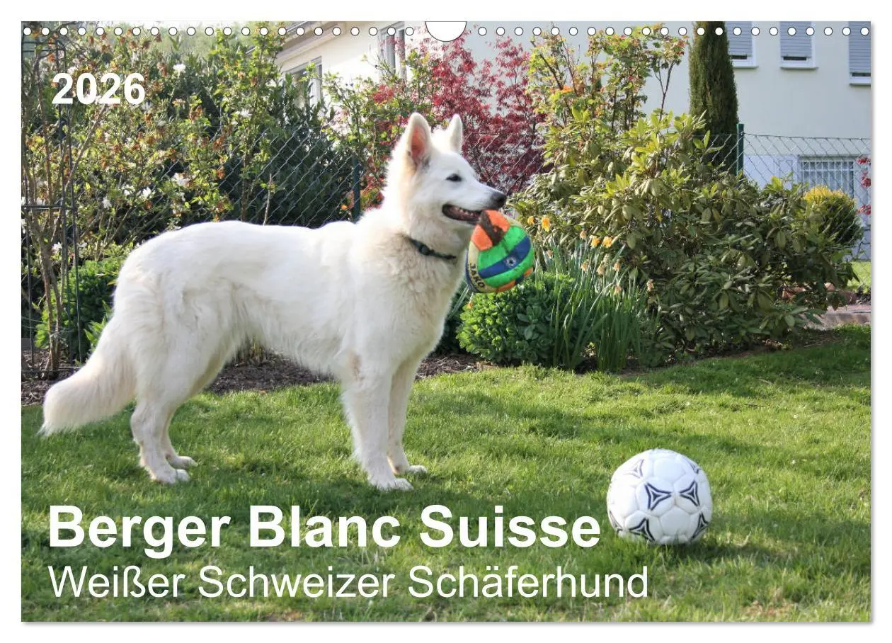 Cover: 9783457795941 | Berger Blanc Suisse - Weißer Schweizer Schäferhund (Wandkalender...
