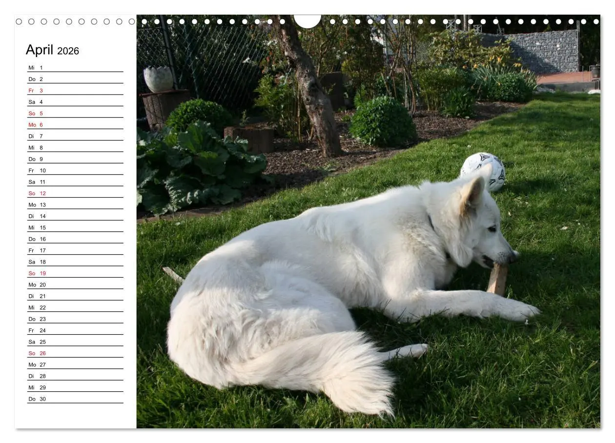 Bild: 9783457795941 | Berger Blanc Suisse - Weißer Schweizer Schäferhund (Wandkalender...